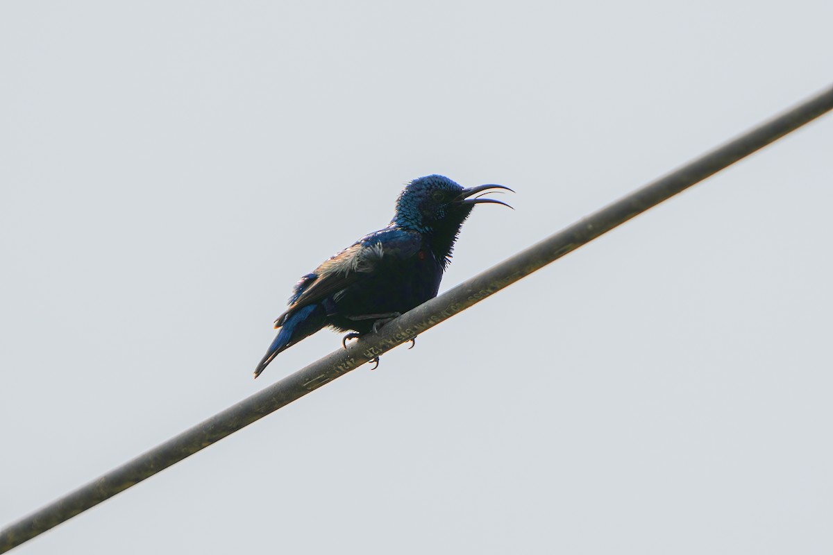 Purple Sunbird - ML635766755