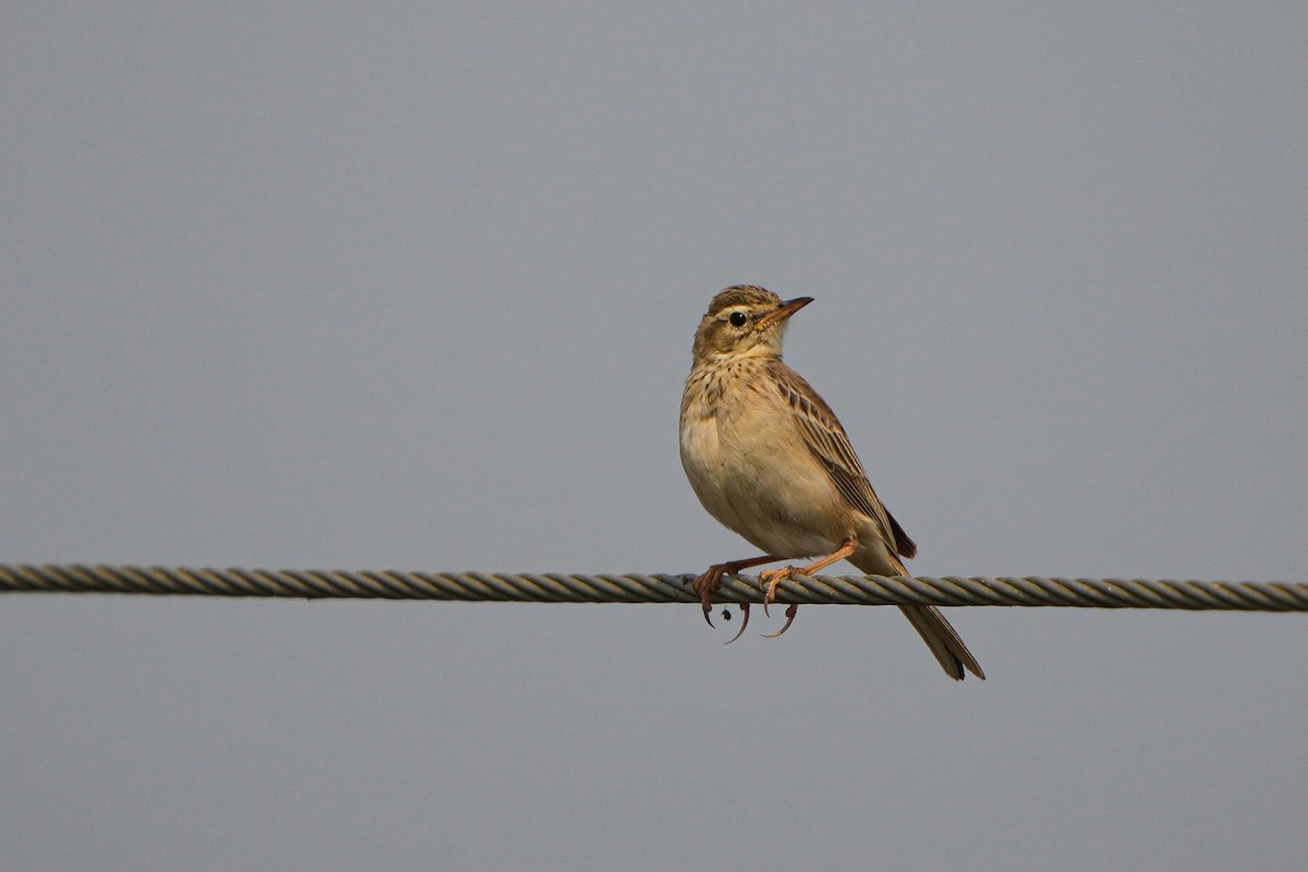 Paddyfield Pipit - ML635766762