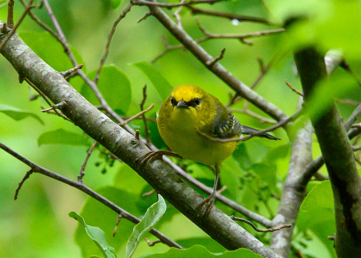 Blue-winged Warbler - ML635766775