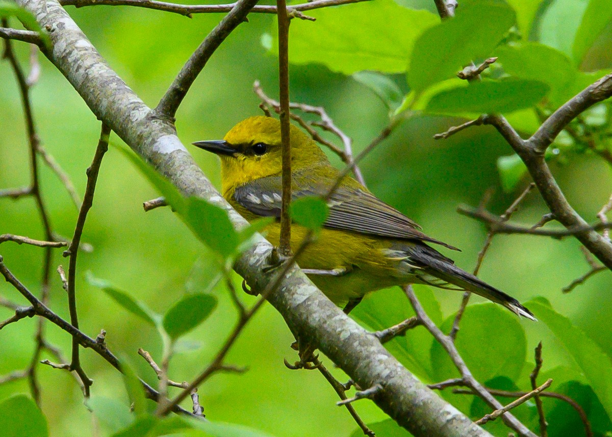 Blue-winged Warbler - ML635766782