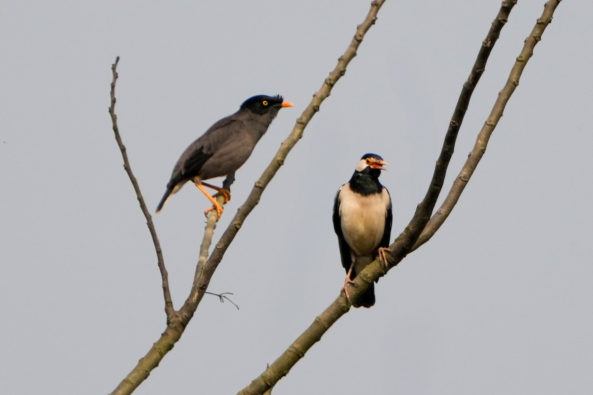 Indian Pied Starling - ML635766827