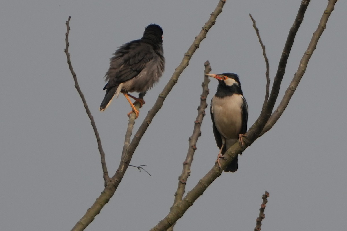 Indian Pied Starling - ML635766828