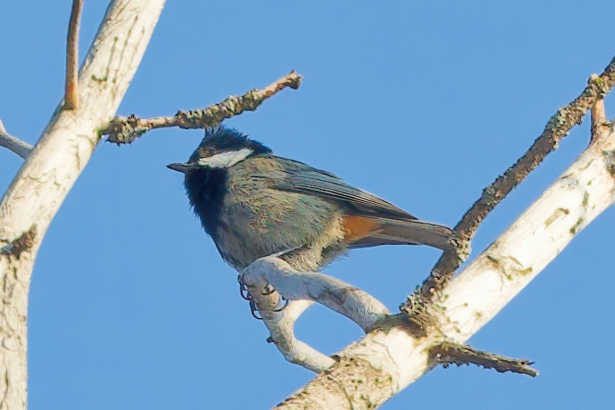 Rufous-naped Tit - ML635766907