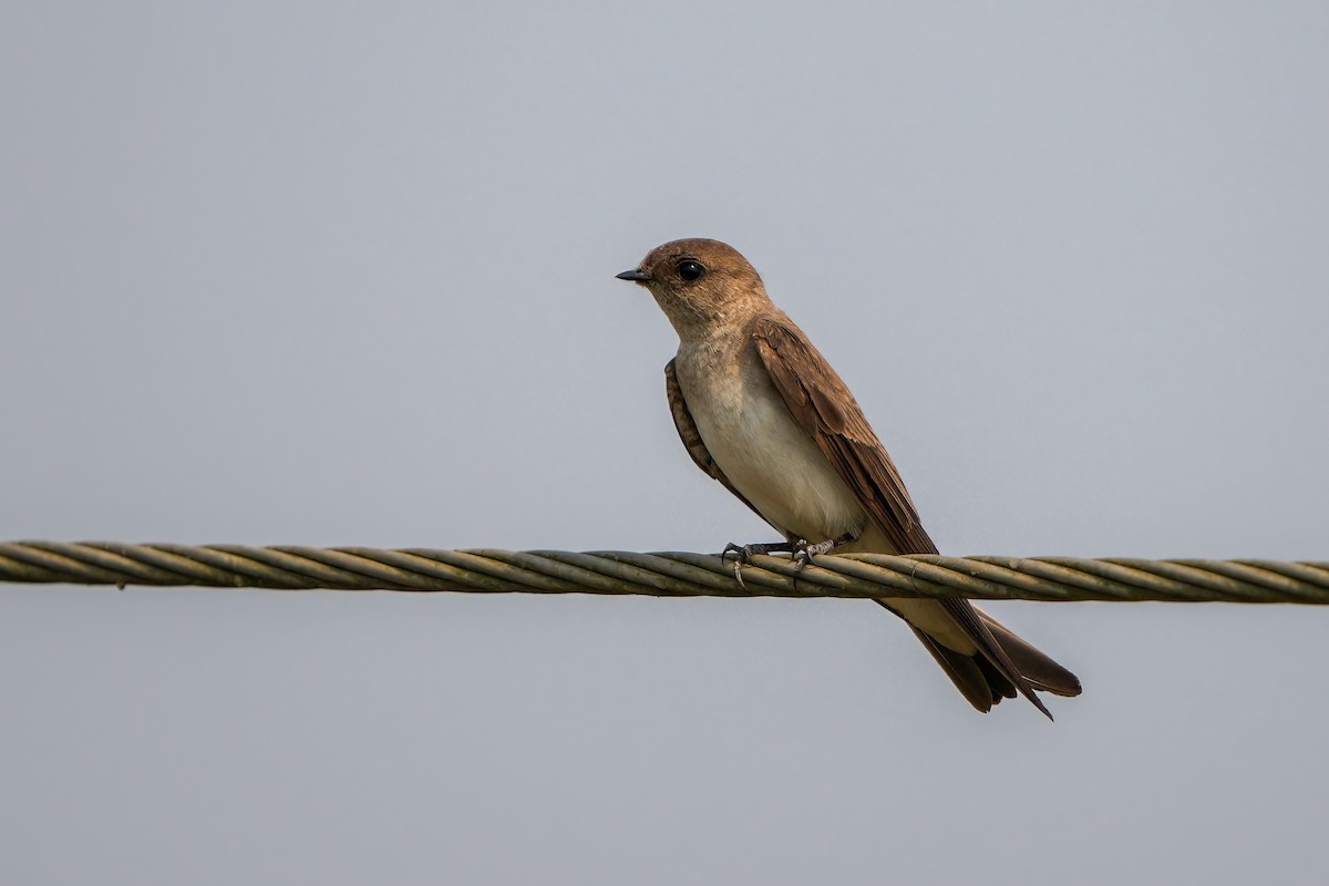 Gray-throated Martin - ML635767021