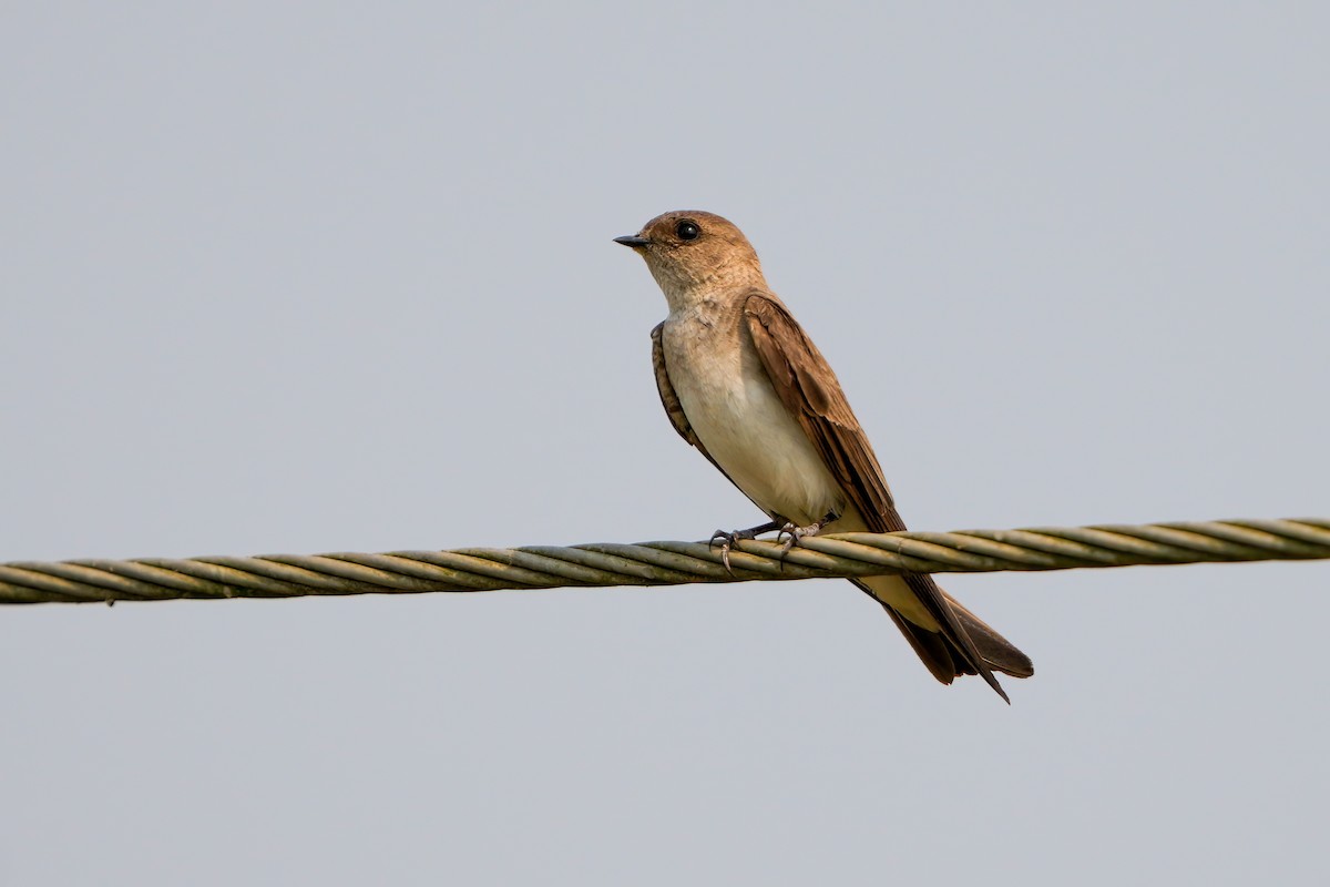 Gray-throated Martin - ML635767022