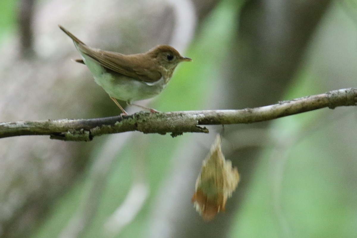 Veery - ML635767034