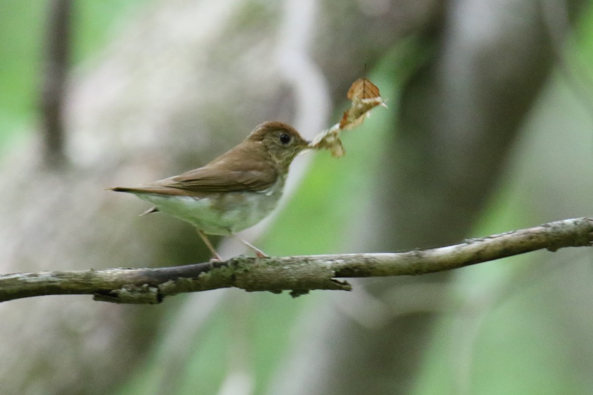Veery - ML635767035