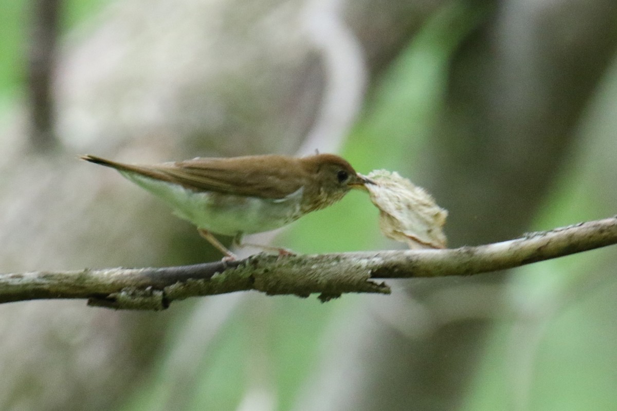 Veery - ML635767037