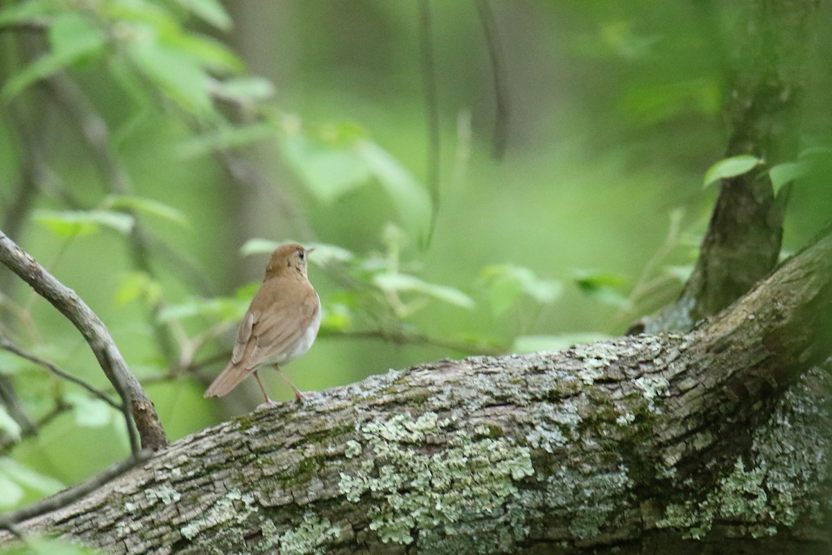Veery - ML635767038