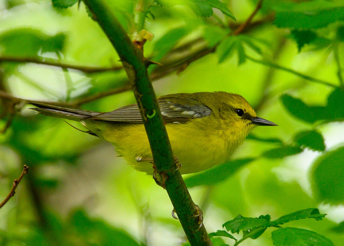 Blue-winged Warbler - ML635767086