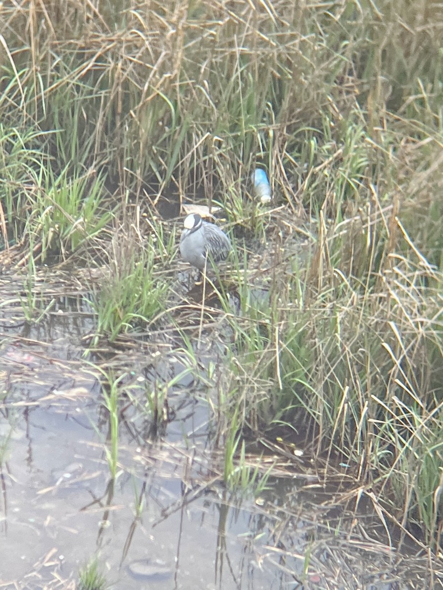 Yellow-crowned Night Heron - ML635767166