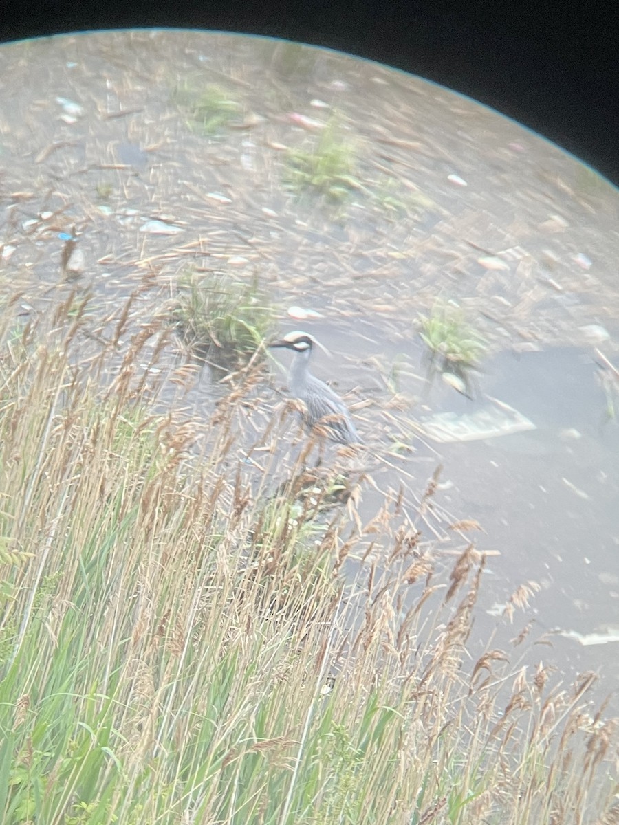 Yellow-crowned Night Heron - ML635767167