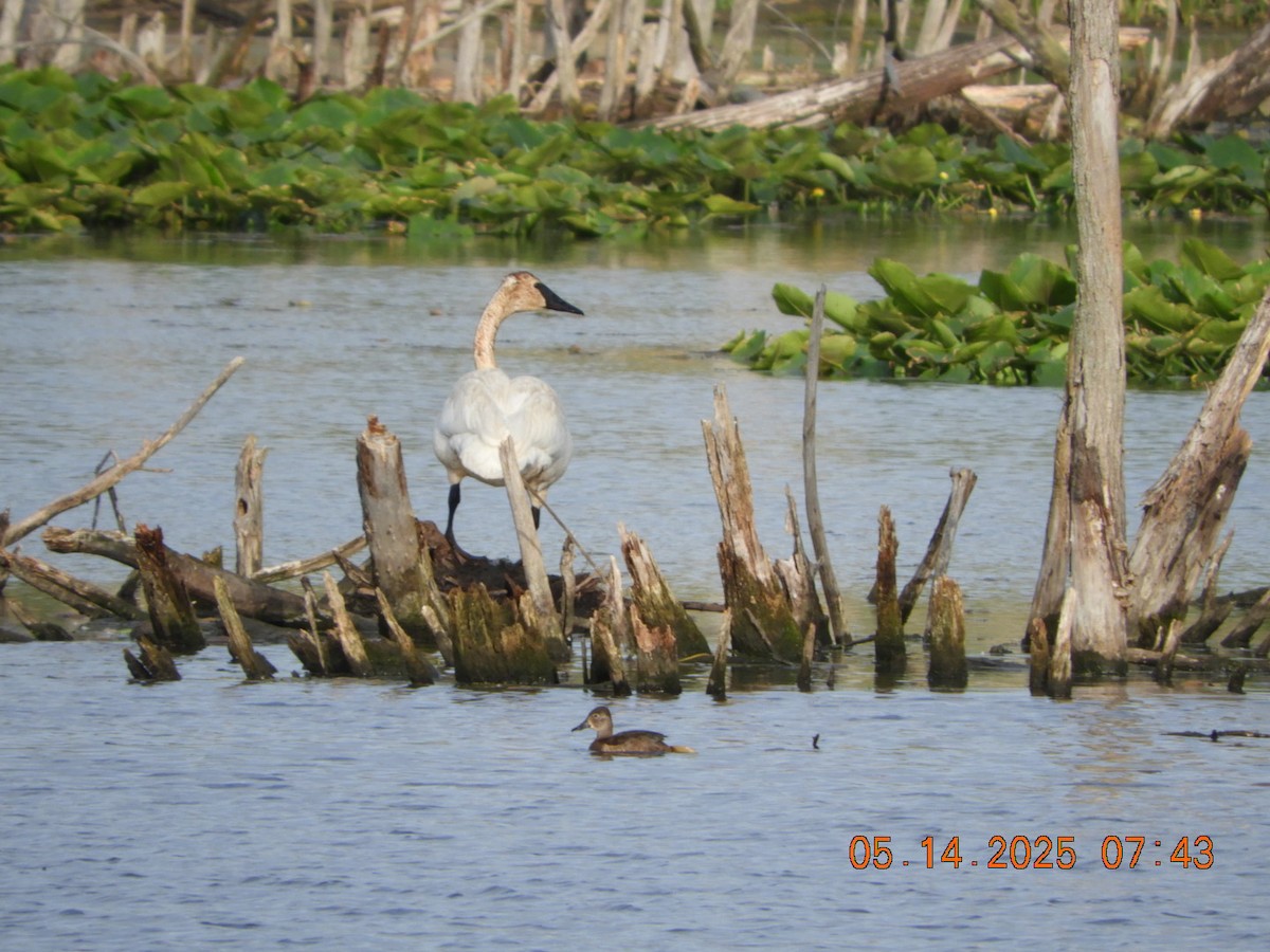 Trumpeter Swan - ML635767175