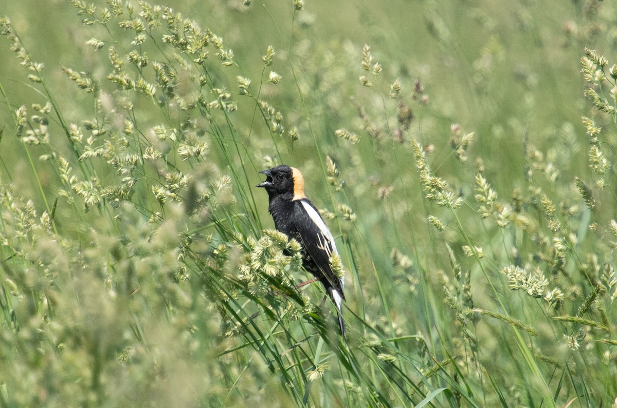 Bobolink - ML635767183