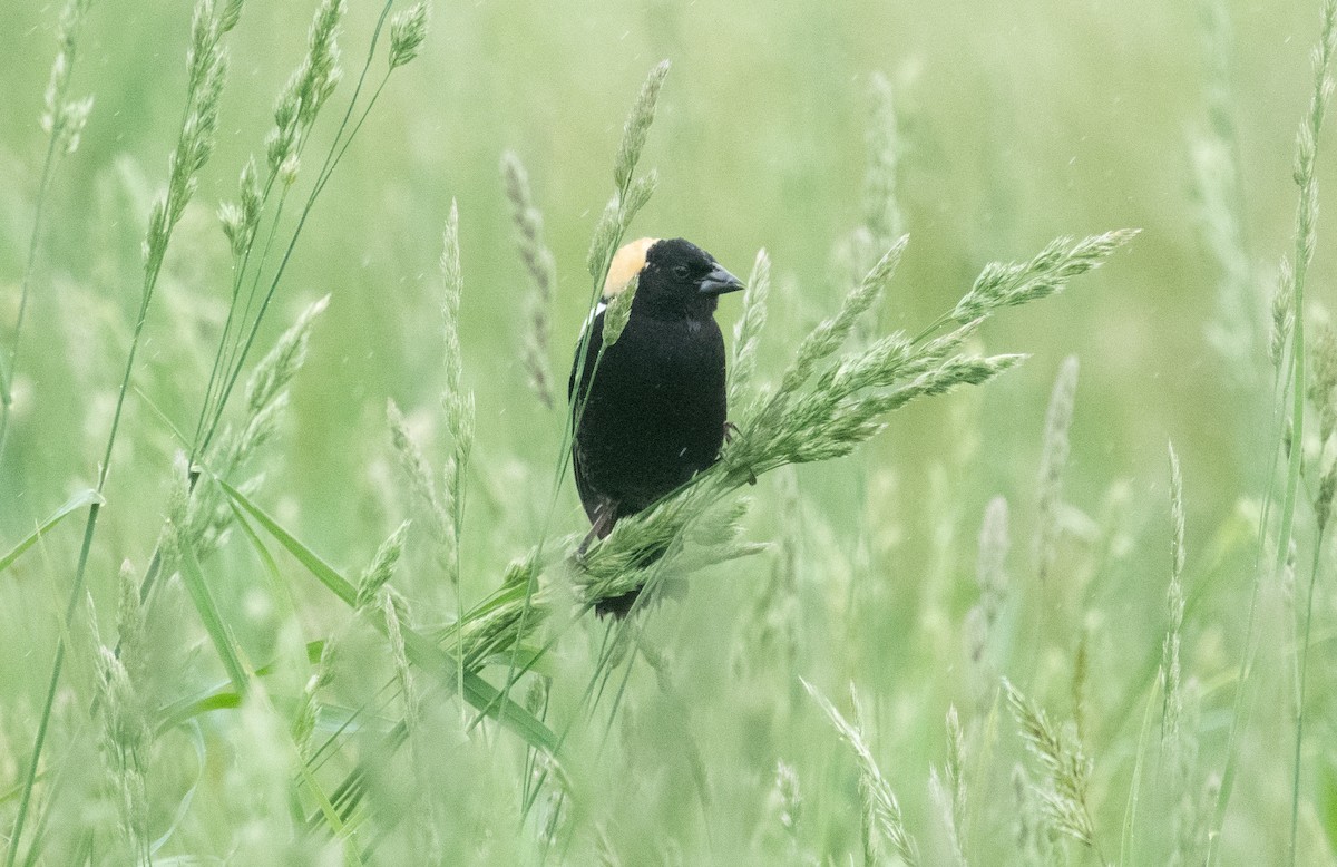Bobolink - ML635767184
