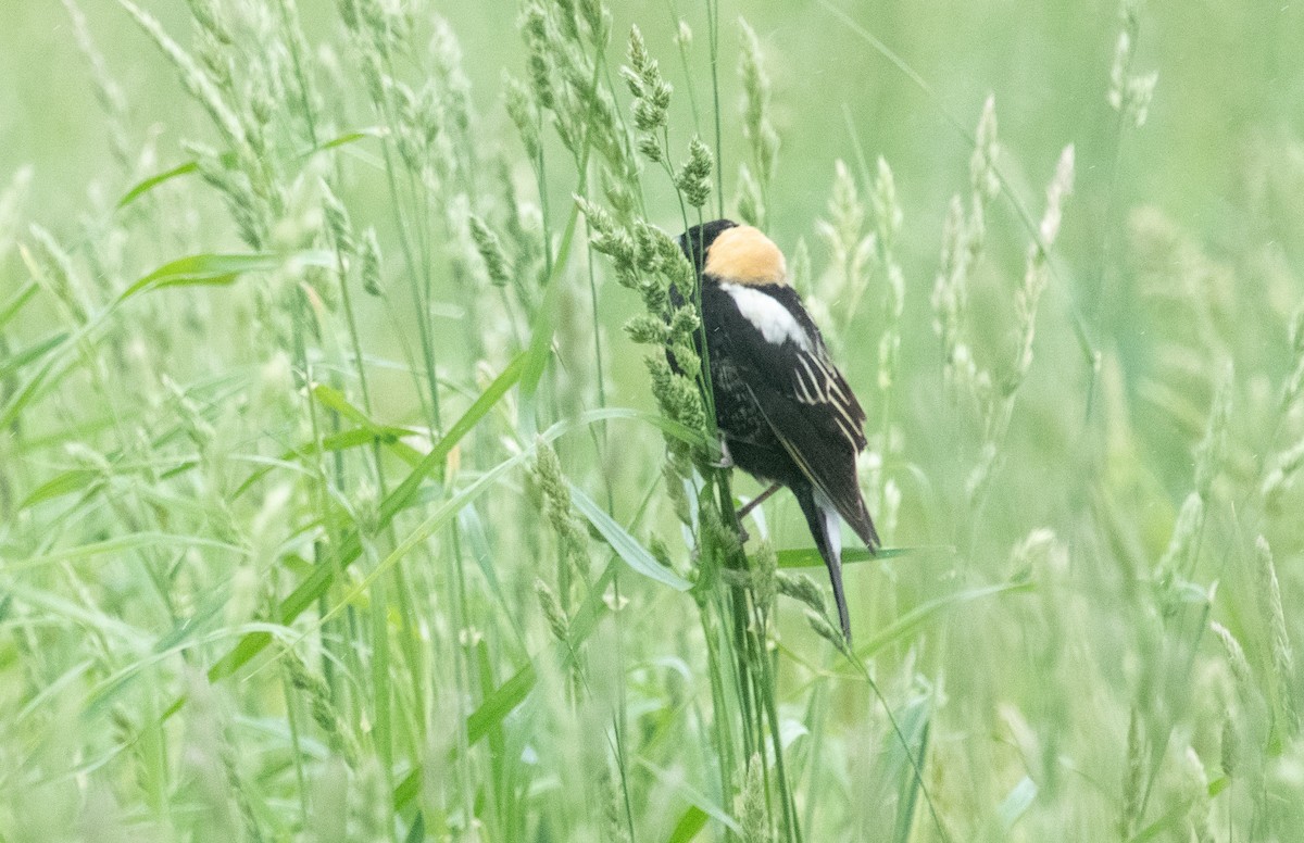 Bobolink - ML635767185