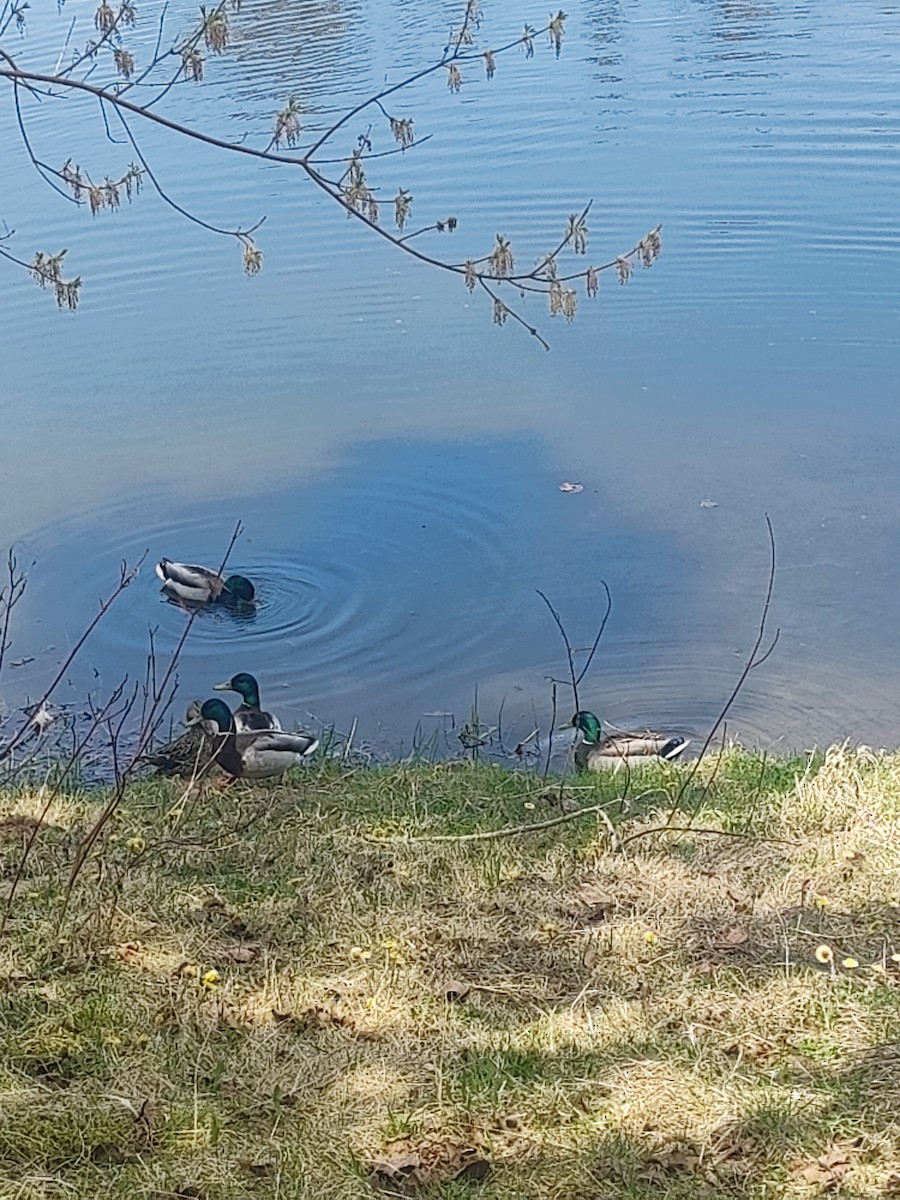 stokkand - ML635767305