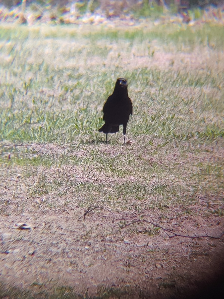 amerikakråke - ML635767349