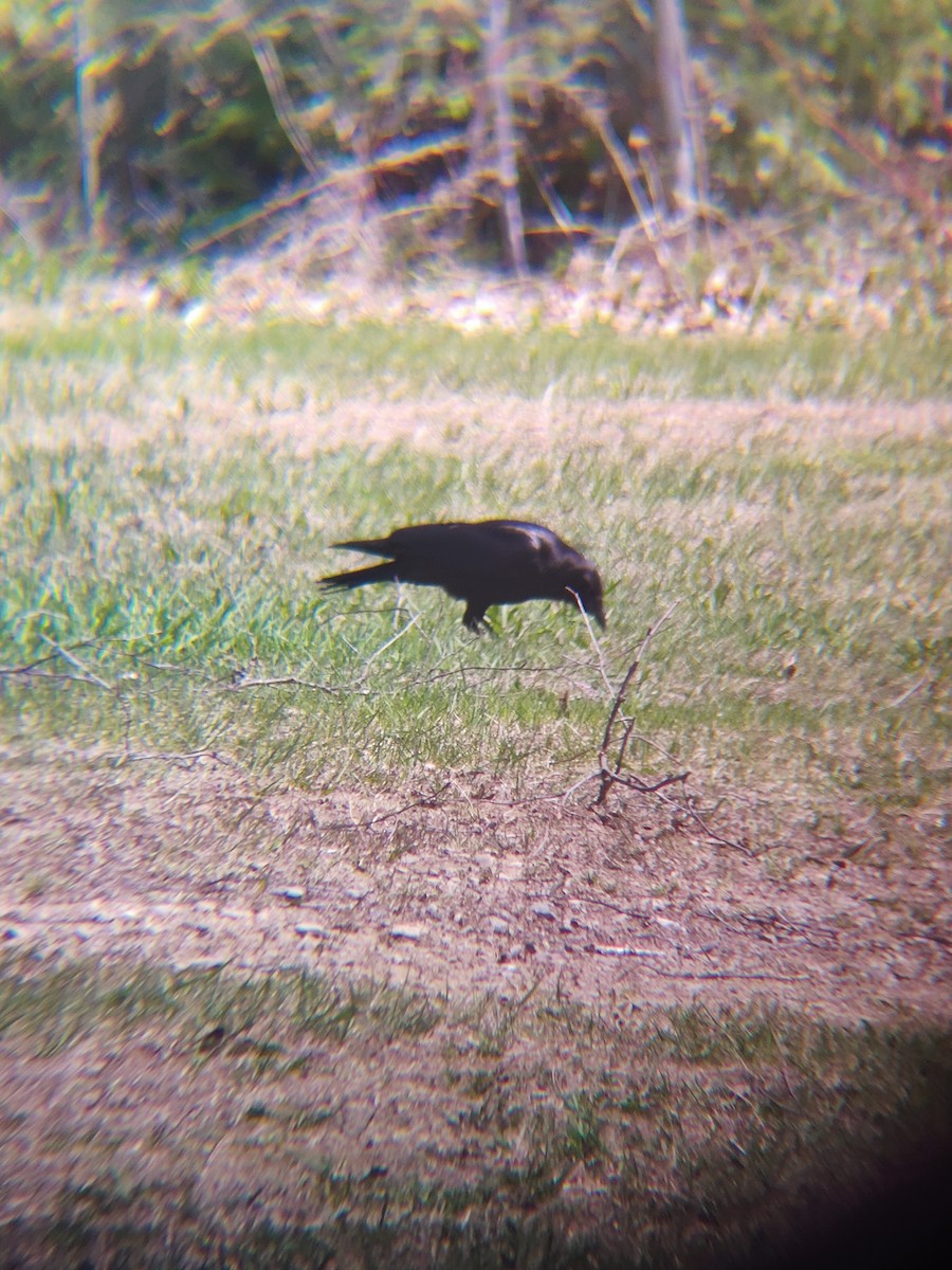 amerikakråke - ML635767350