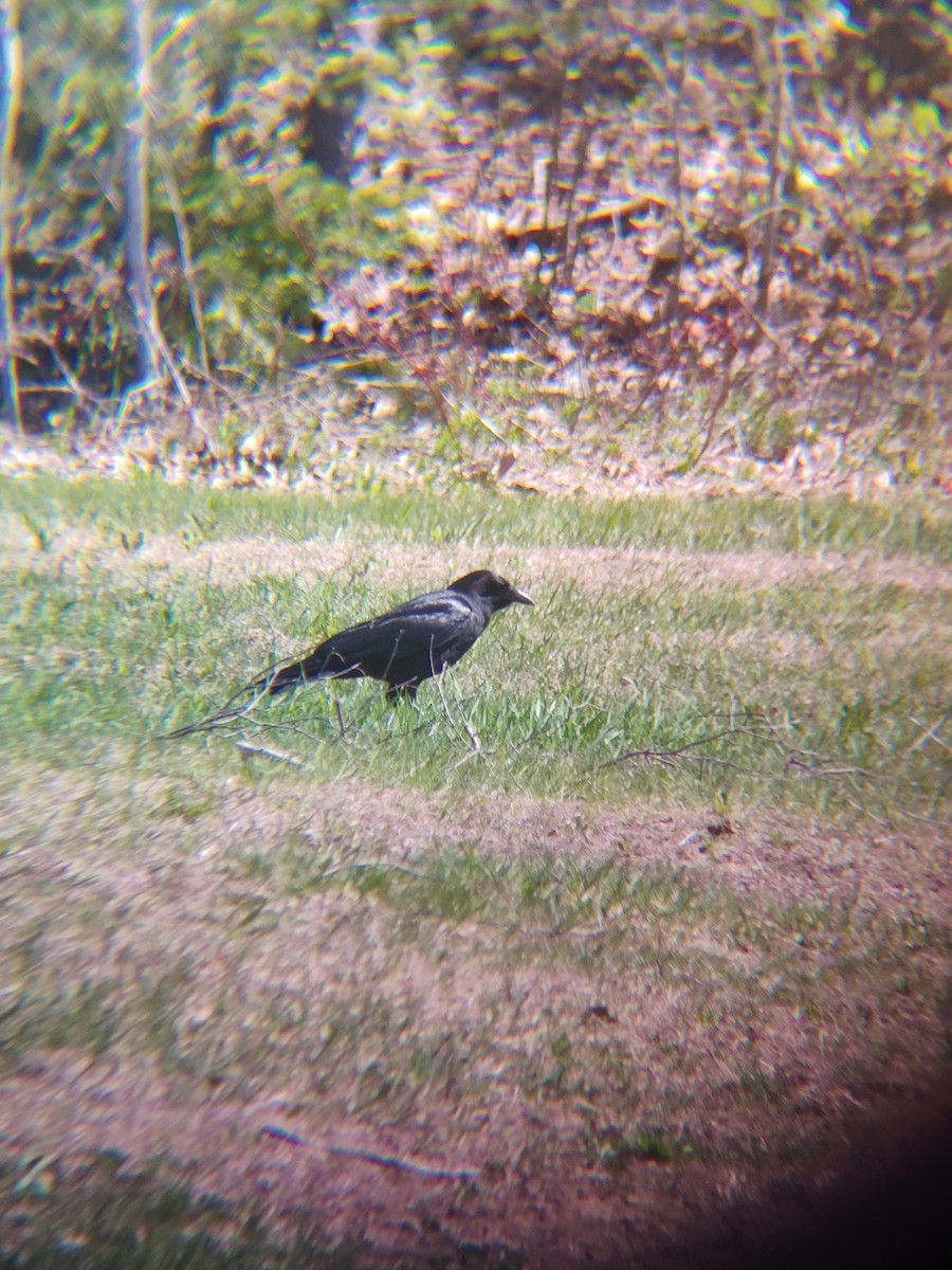 amerikakråke - ML635767352