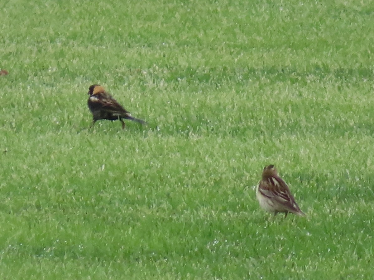 Bobolink - ML635767360