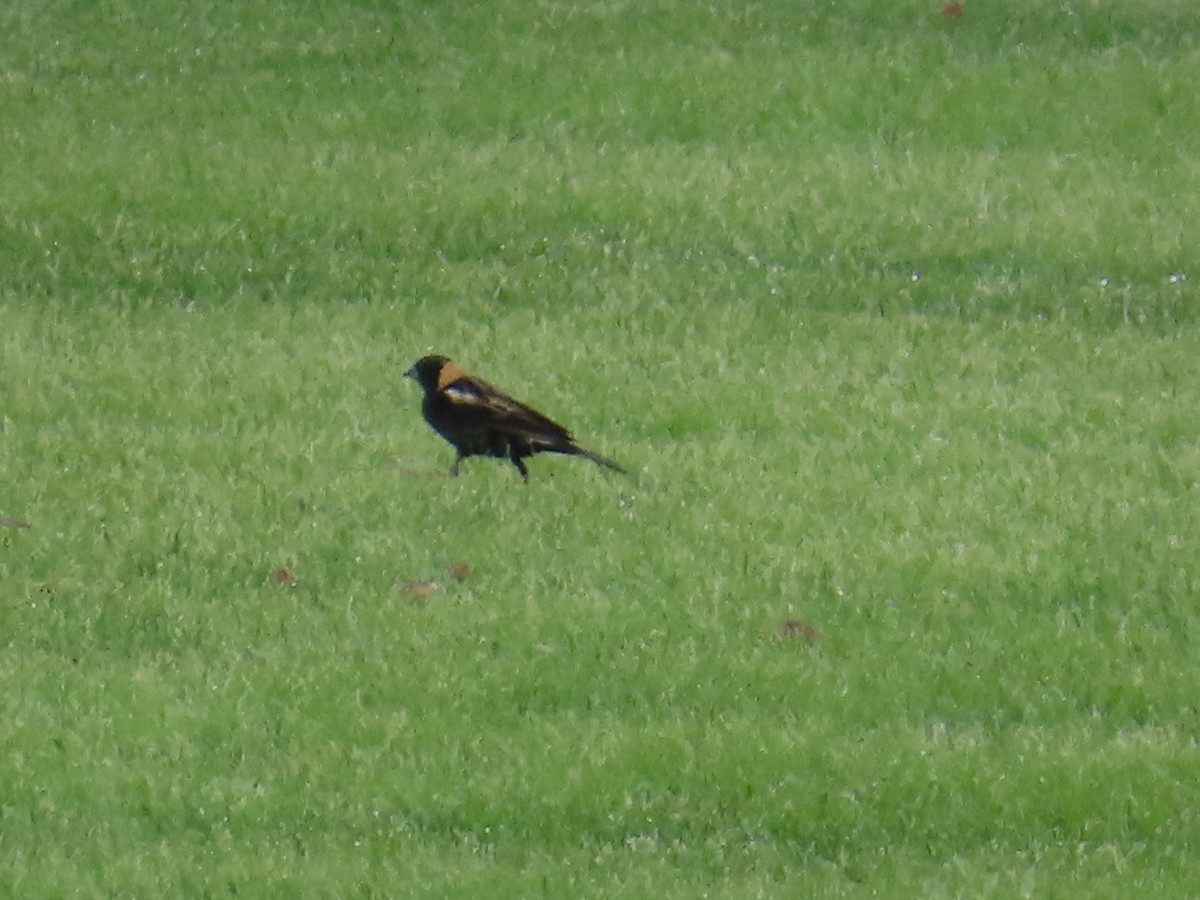 Bobolink - ML635767361