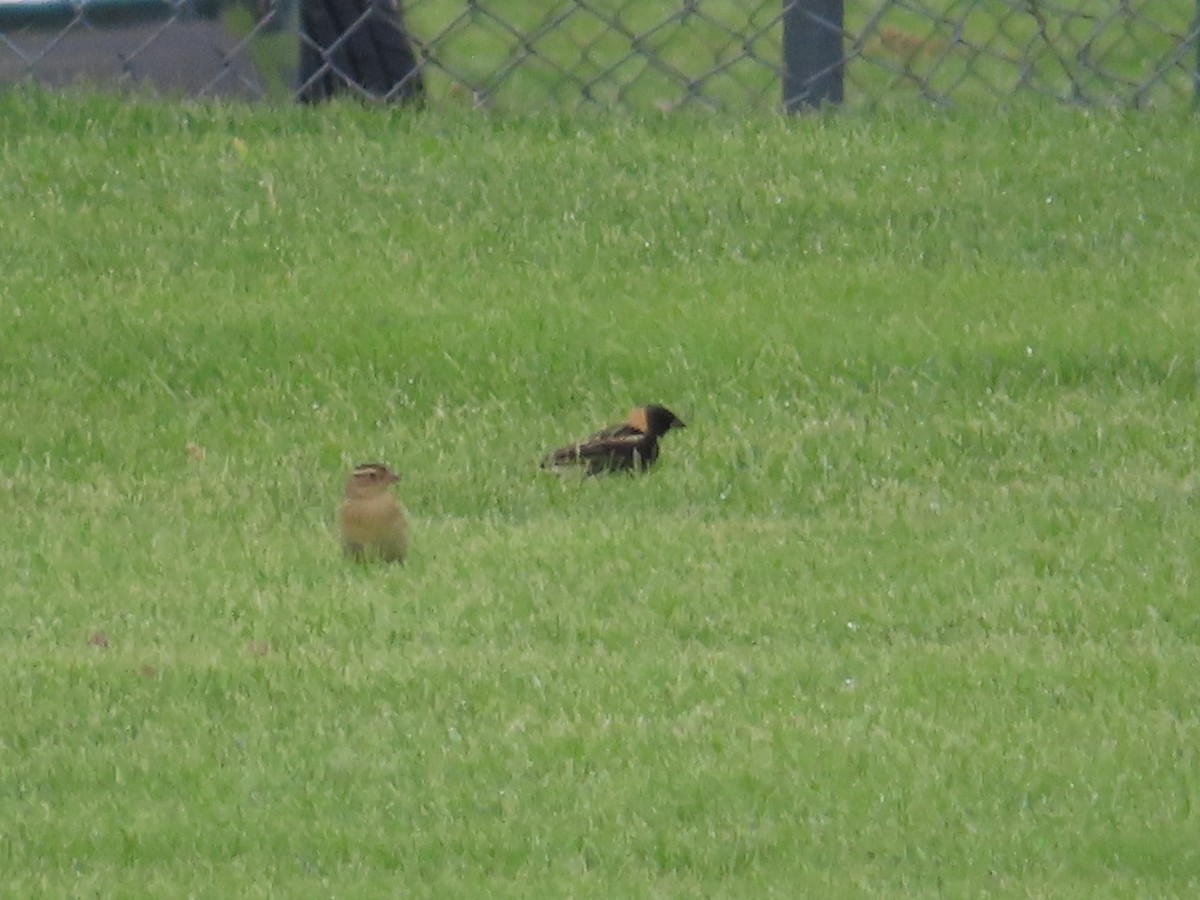 Bobolink - ML635767362