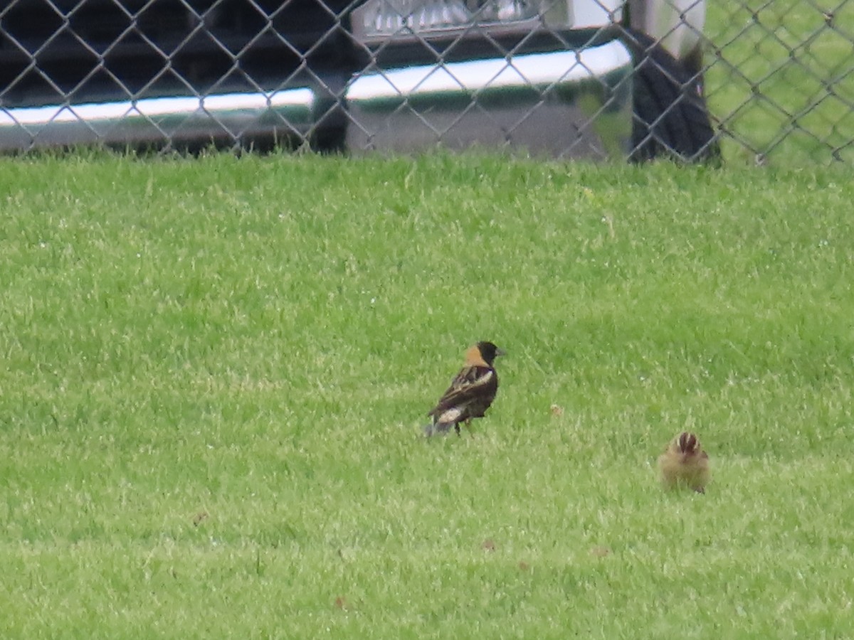 Bobolink - ML635767363