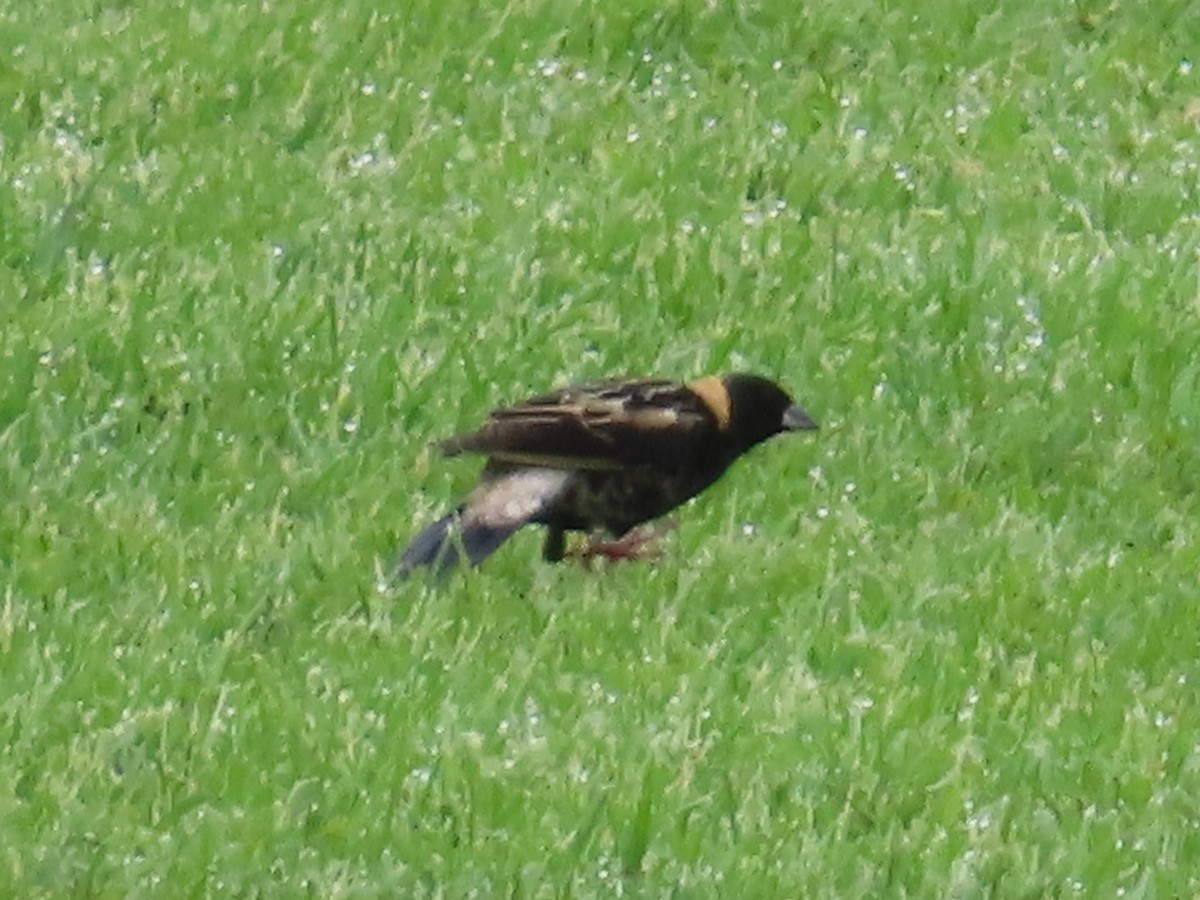 Bobolink - ML635767364
