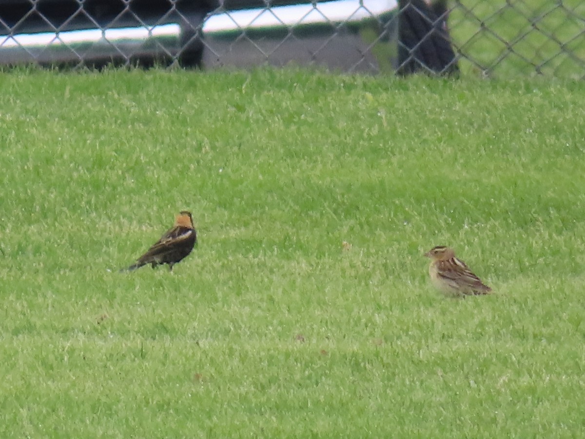 Bobolink - ML635767365