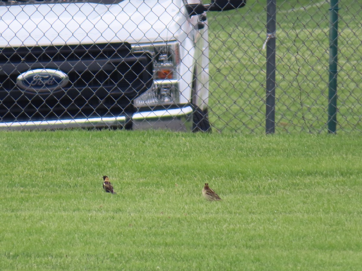 Bobolink - ML635767366