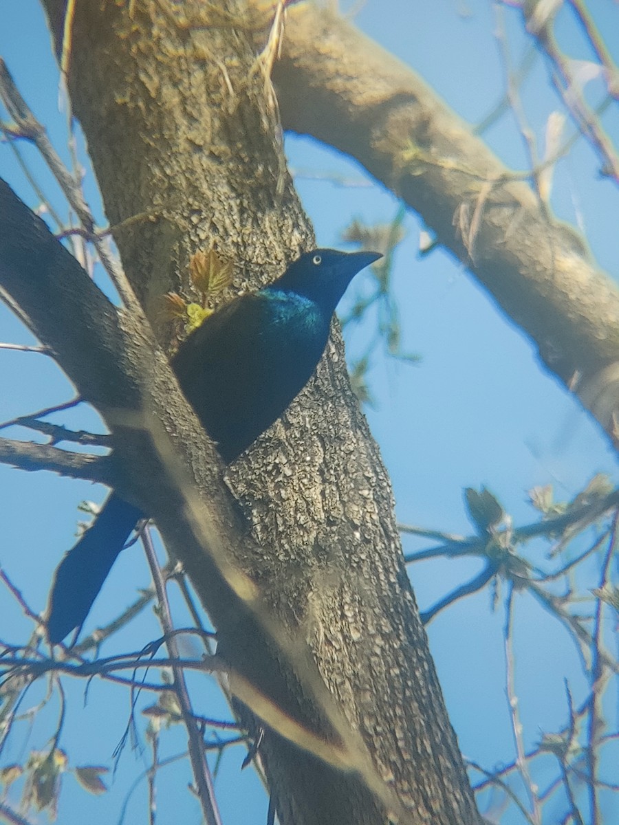 glanstrupial - ML635767375