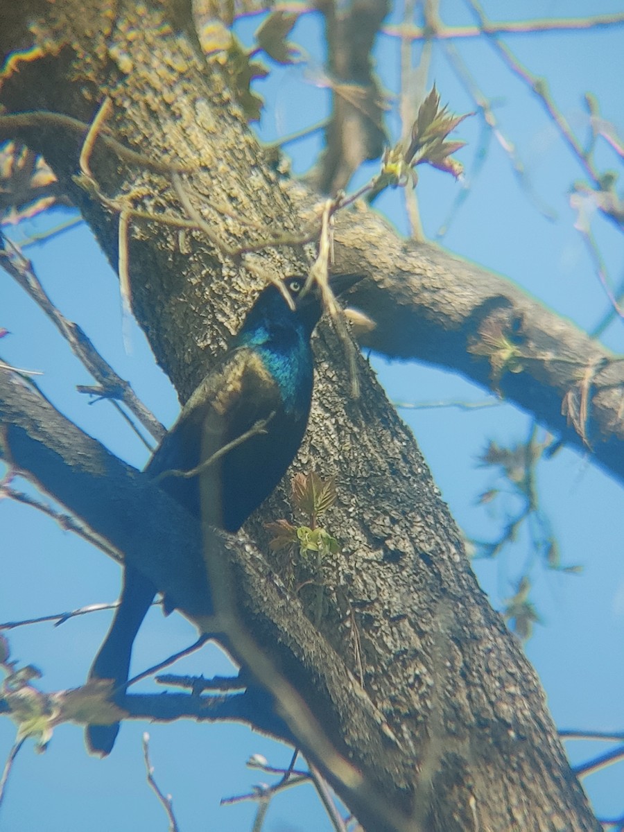 glanstrupial - ML635767376