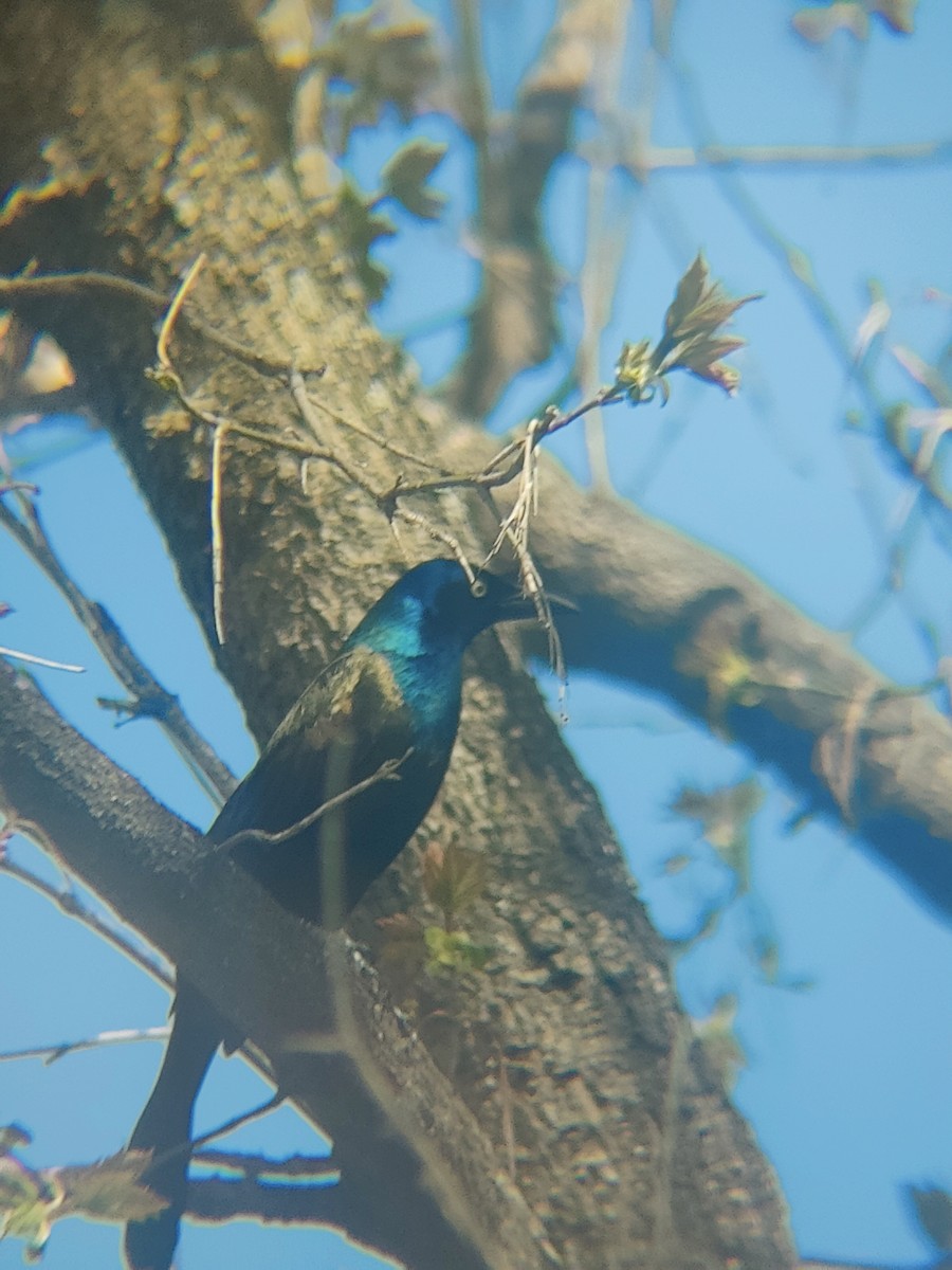 glanstrupial - ML635767377