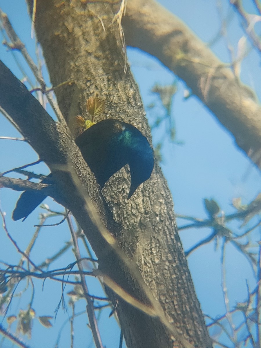 glanstrupial - ML635767378