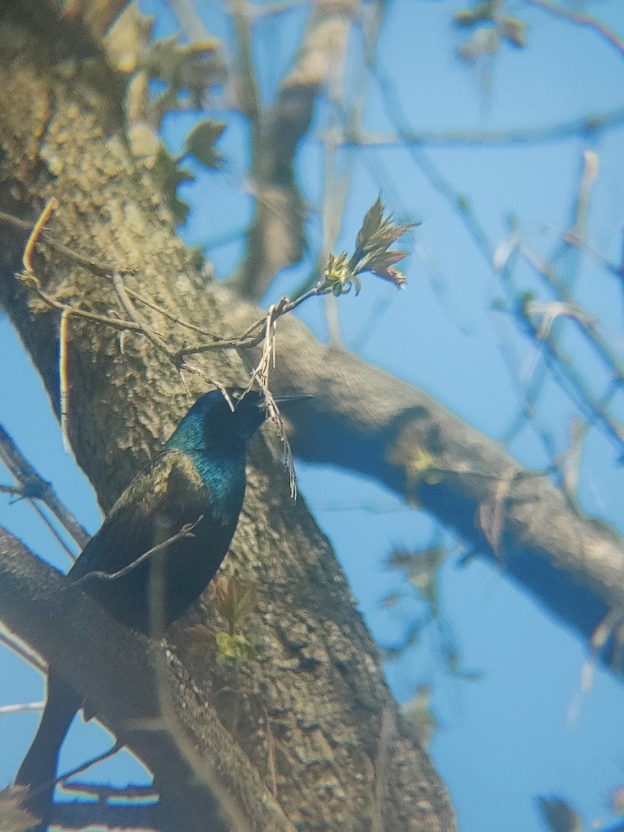 glanstrupial - ML635767380