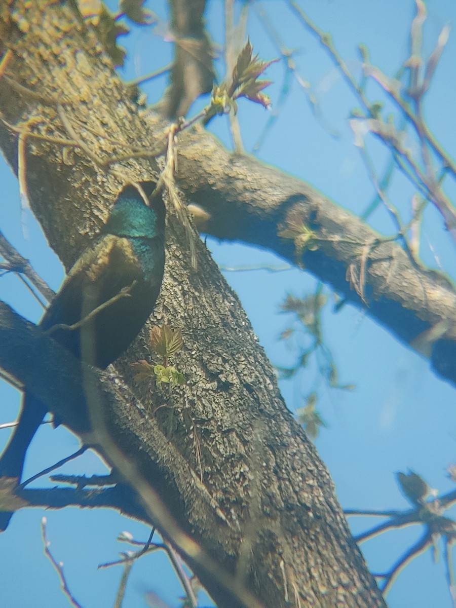 glanstrupial - ML635767381