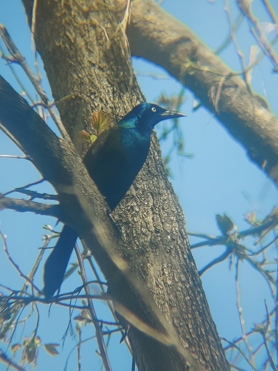 glanstrupial - ML635767382