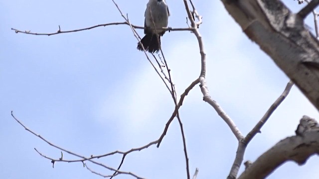 Black-tailed Gnatcatcher - ML635767444