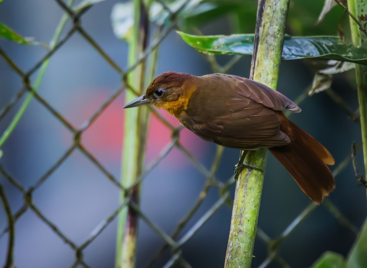 Ruddy Foliage-gleaner - ML635767489