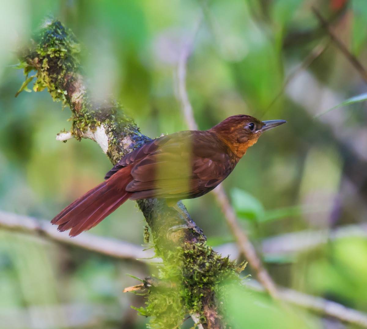 Ruddy Foliage-gleaner - ML635767492