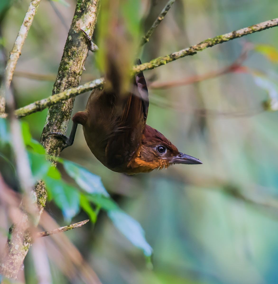 Ruddy Foliage-gleaner - ML635767493