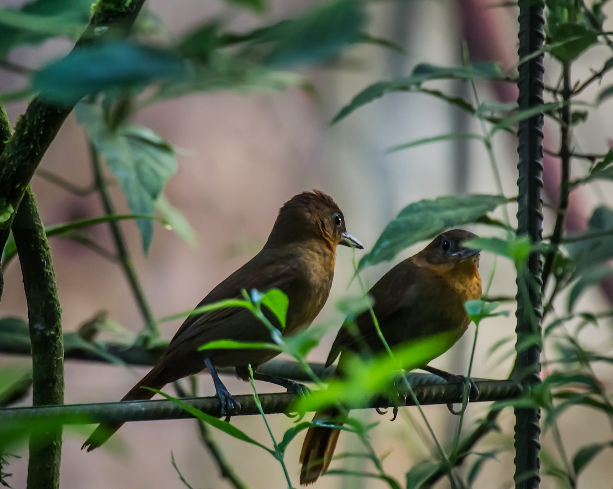 Ruddy Foliage-gleaner - ML635767494
