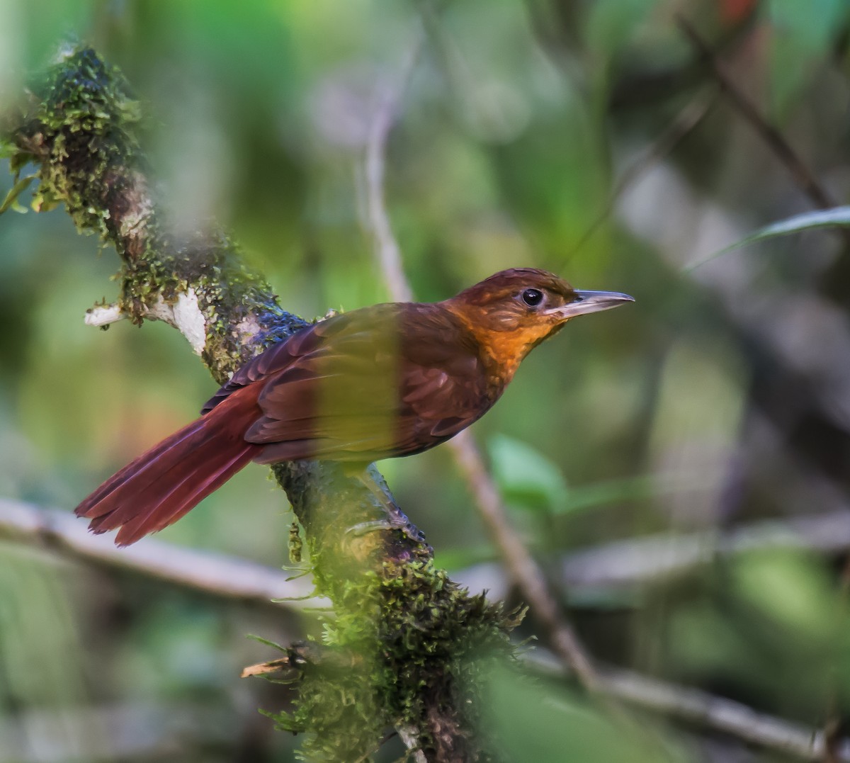 Ruddy Foliage-gleaner - ML635767495