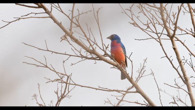 Rose-bellied Bunting - ML635767532