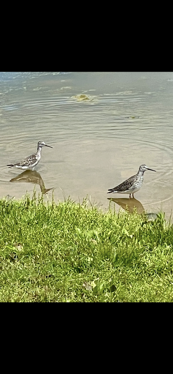 vodouš velký - ML635767545