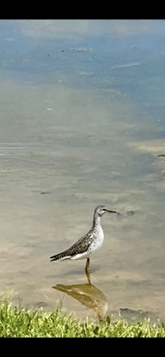 vodouš velký - ML635767546