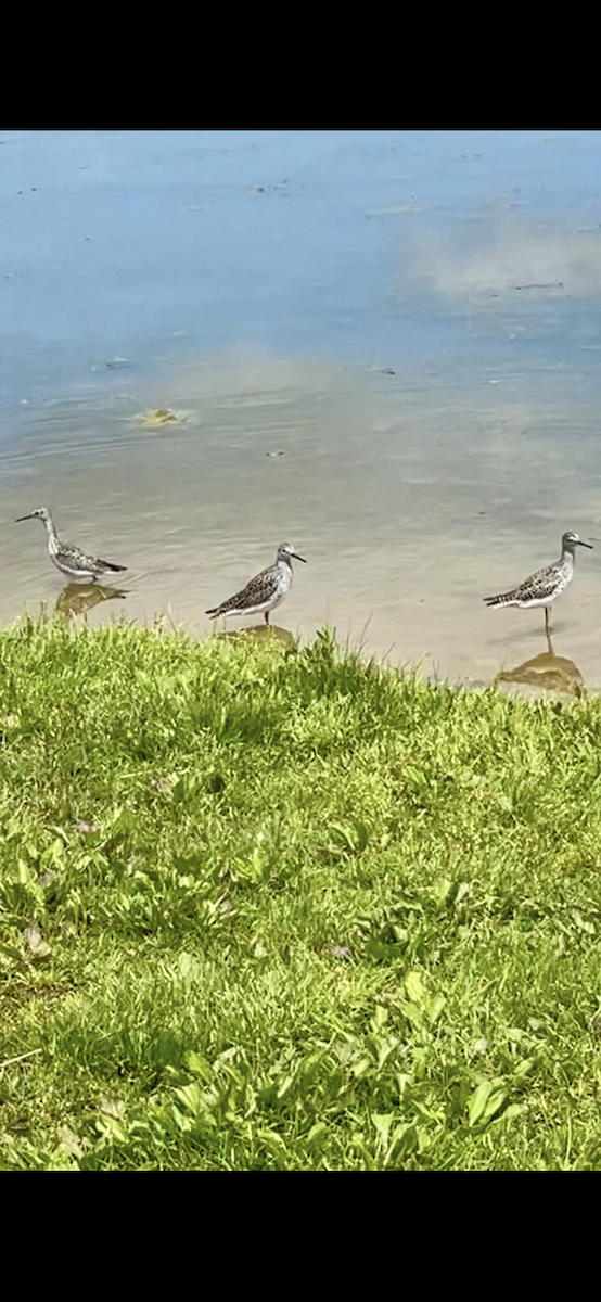 vodouš velký - ML635767547