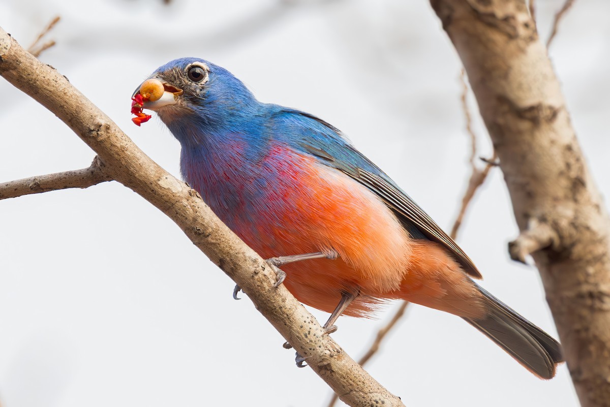 Rose-bellied Bunting - ML635767648