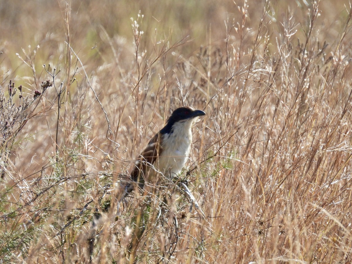 Burchell's Coucal - ML635767650